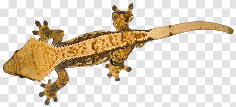 Crested Gecko Lizard Common Leopard Transparent PNG