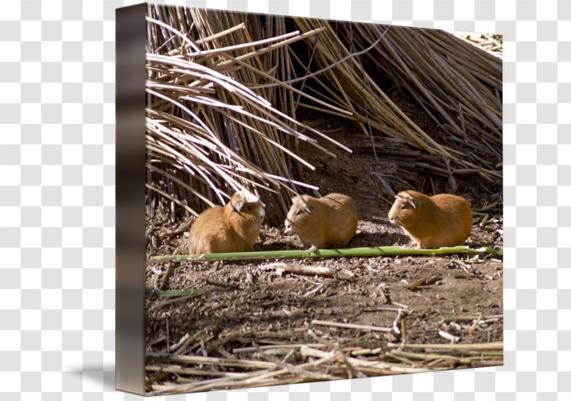 Squirrel Rodent Fauna Animal Wildlife - Guinea Pig Transparent PNG