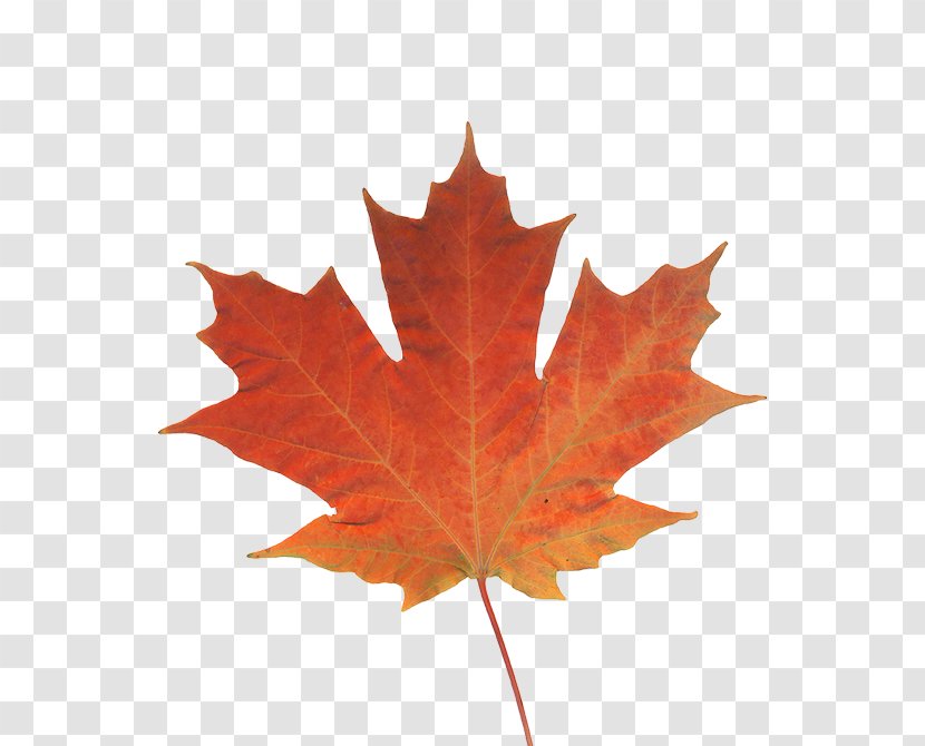 Maple Leaf Autumn Color Canada - Stock Photography - Real Transparent PNG