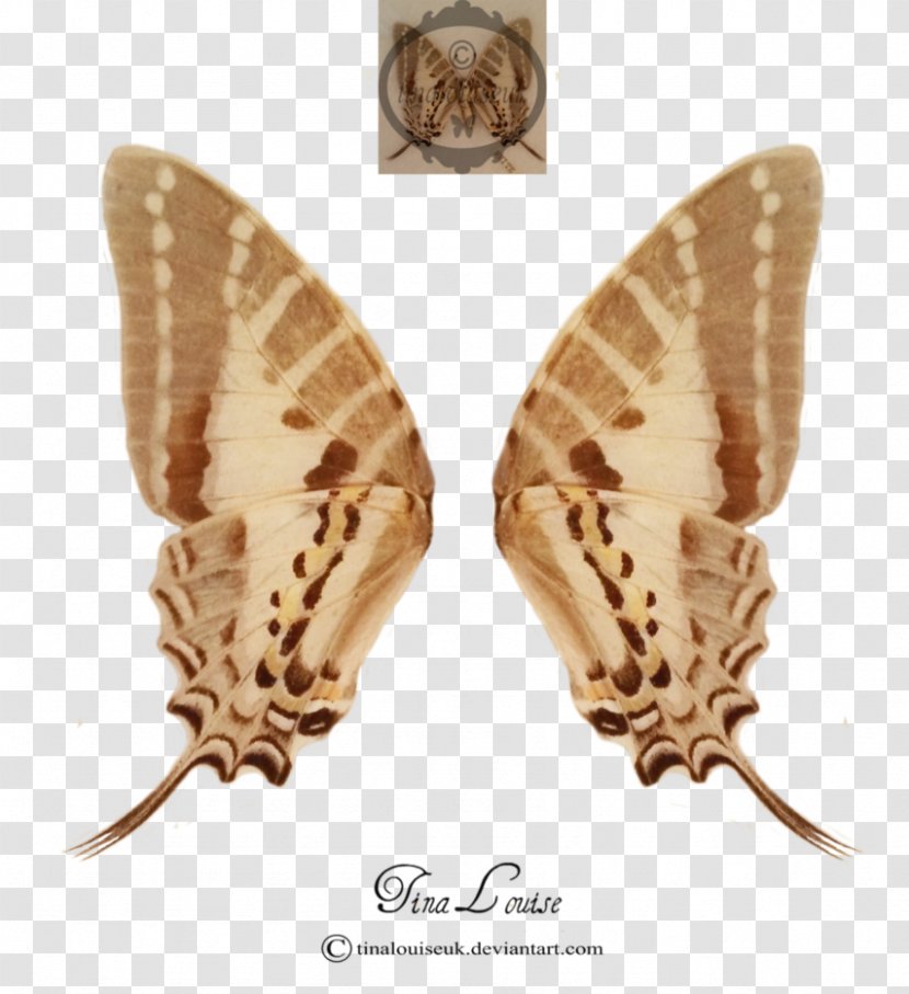 Silkworm Butterflies And Moths - Invertebrate - Fairy Wing Transparent PNG