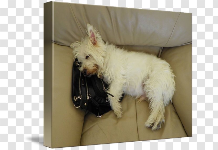 West Highland White Terrier Cairn Maltese Dog Puppy Companion - Carnivoran Transparent PNG