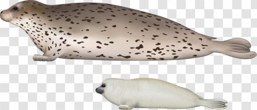 Harbor Seal Earless Walrus Sea Lion Spotted - Pinniped Transparent PNG