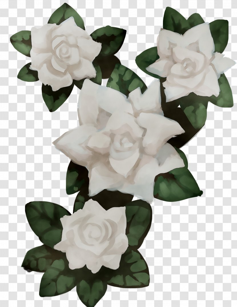 Gardenia Cut Flowers - Rose Family - Jasmine Transparent PNG