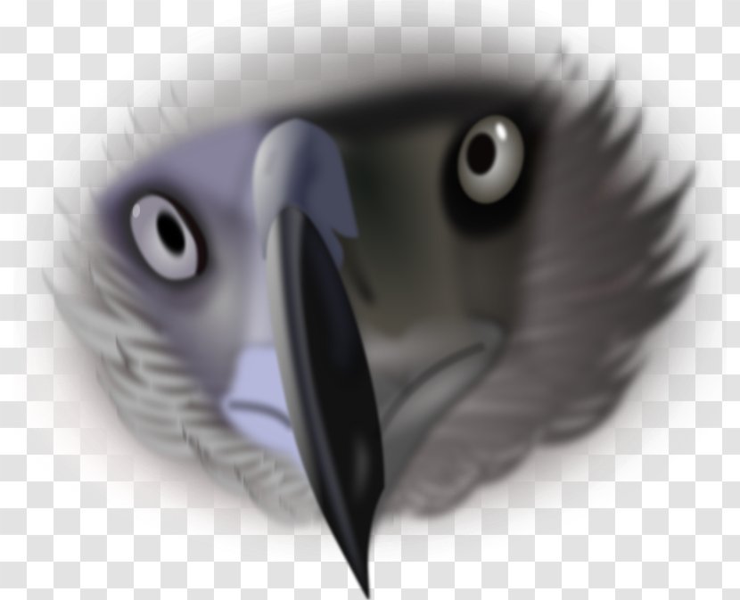 Bald Eagle Bird Beak Eye Transparent PNG