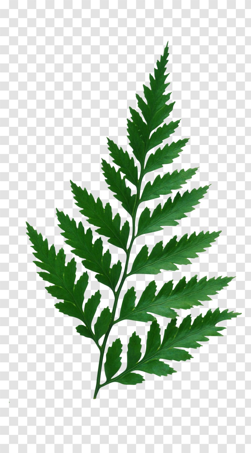Leaf Plant Albom Clip Art - Vascular - Leafs Transparent PNG