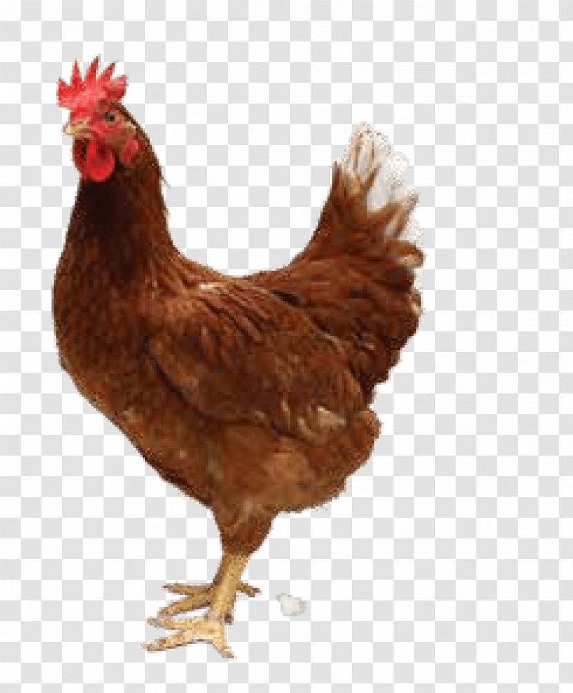 Chicken As Food Transparency - Egg Transparent PNG