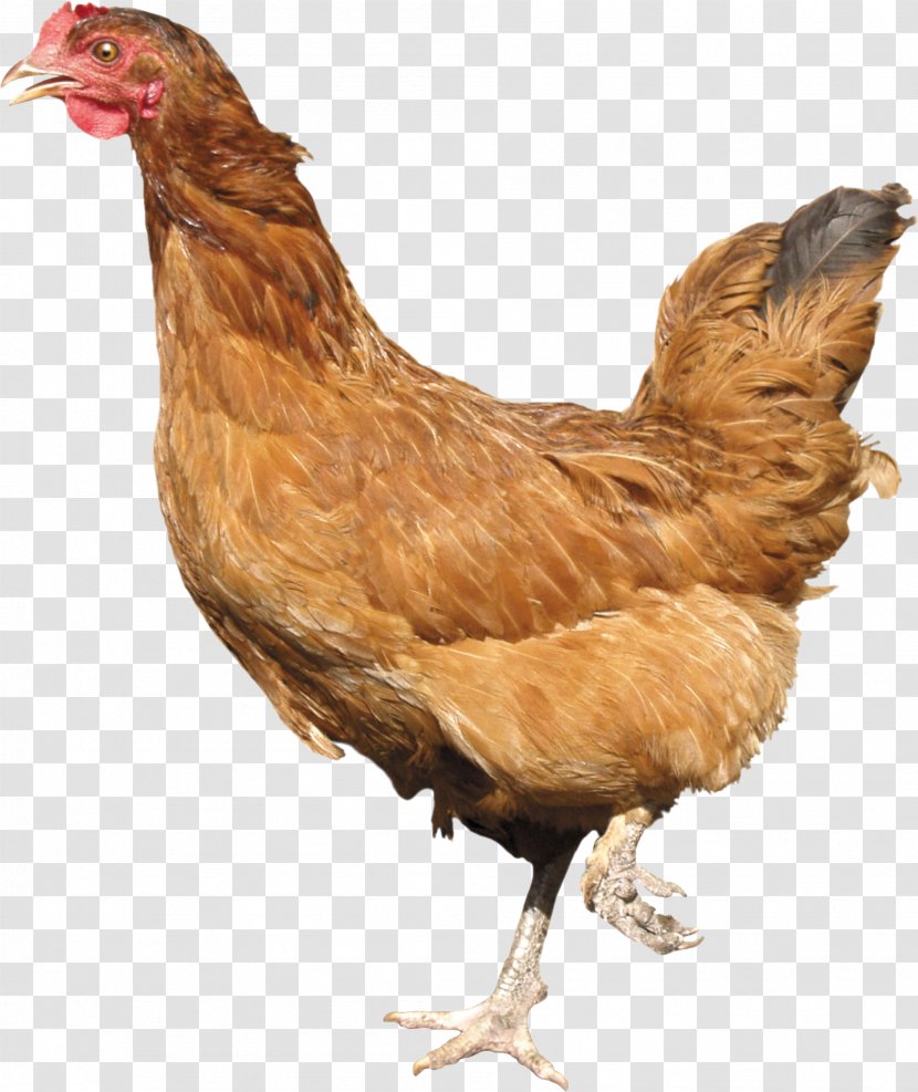 Plymouth Rock Chicken Cornish Leghorn Rhode Island Red Kadaknath - Image Transparent PNG