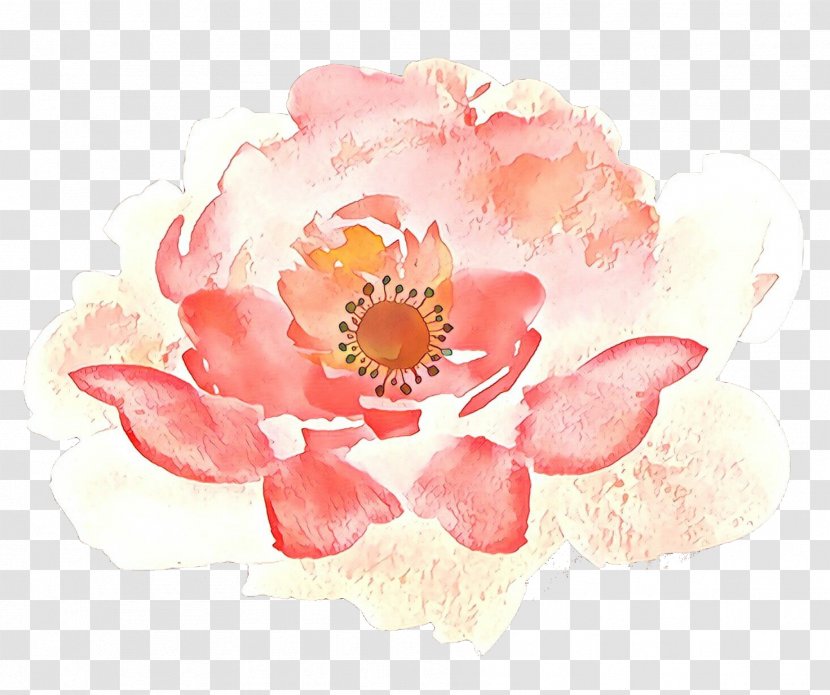 Watercolor Pink Flowers - Anemone - Blossom Transparent PNG