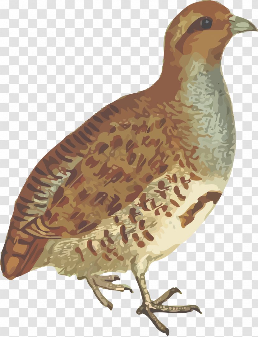 Bird Quail Partridge Clip Art - Fauna Transparent PNG