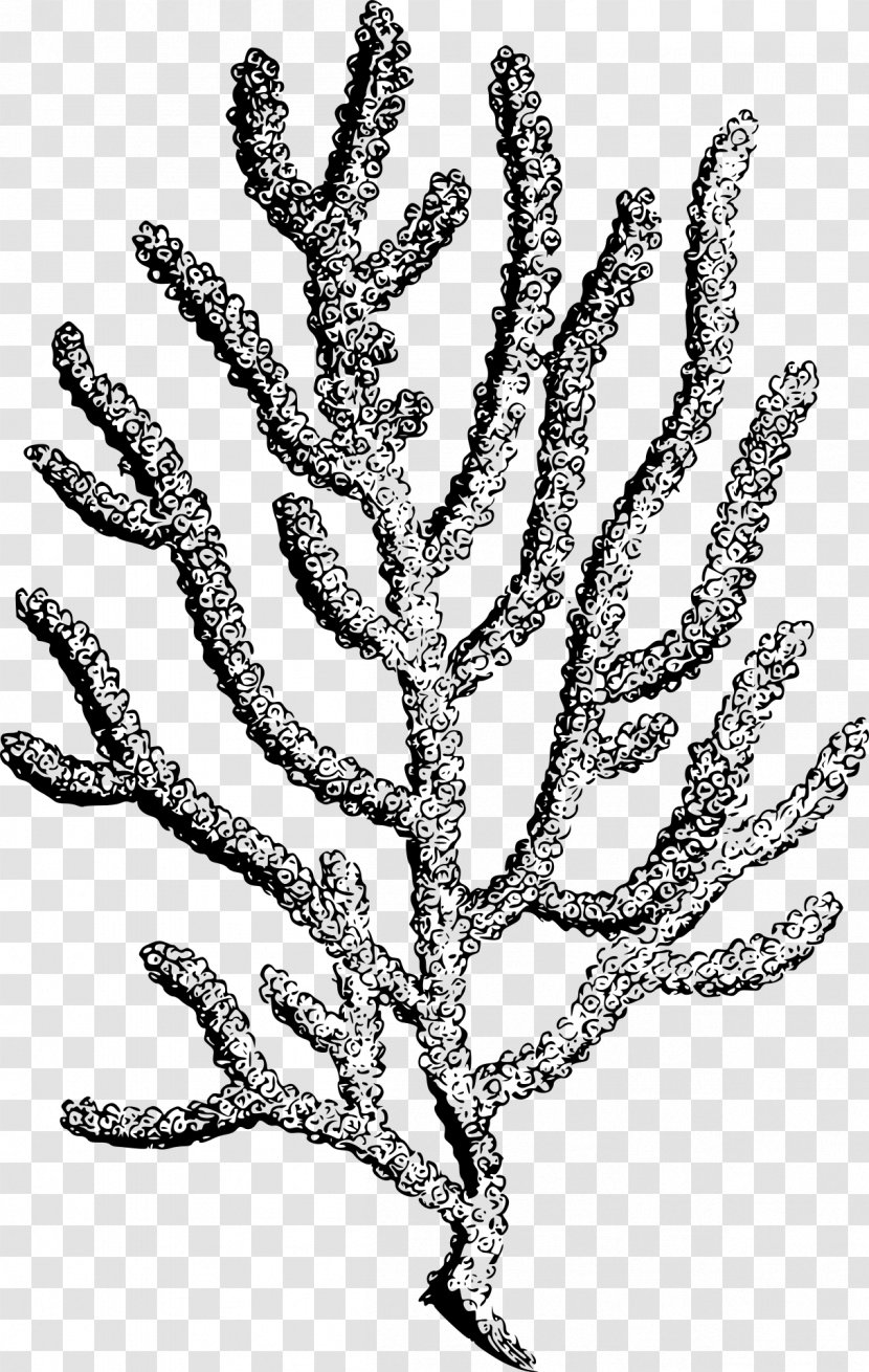 Coral Reef Clip Art - Tree - Sea Transparent PNG