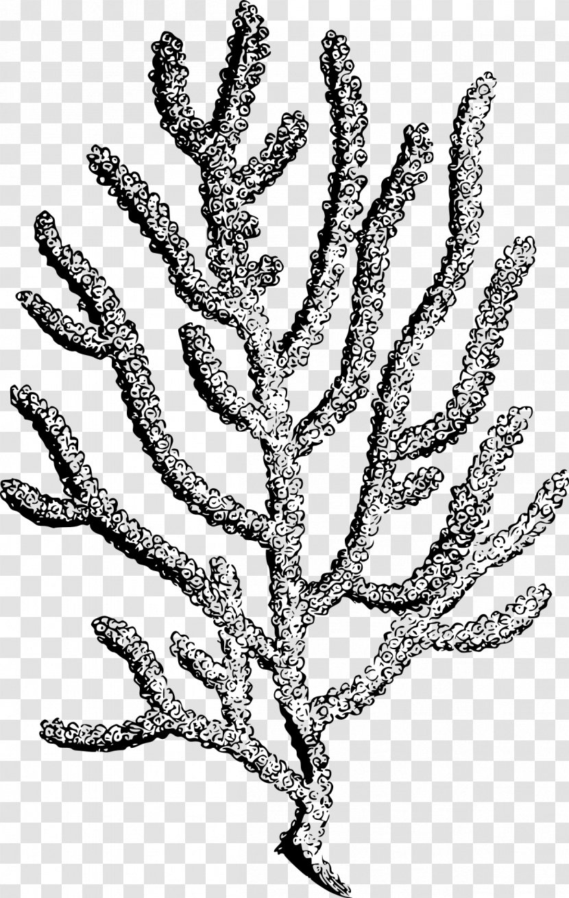 Coral Reef Clip Art Tree Sea Transparent Png