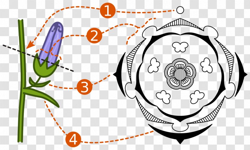 Floral Diagram Formula Flower Plant Reproduction - Tree - Material Picture Transparent PNG