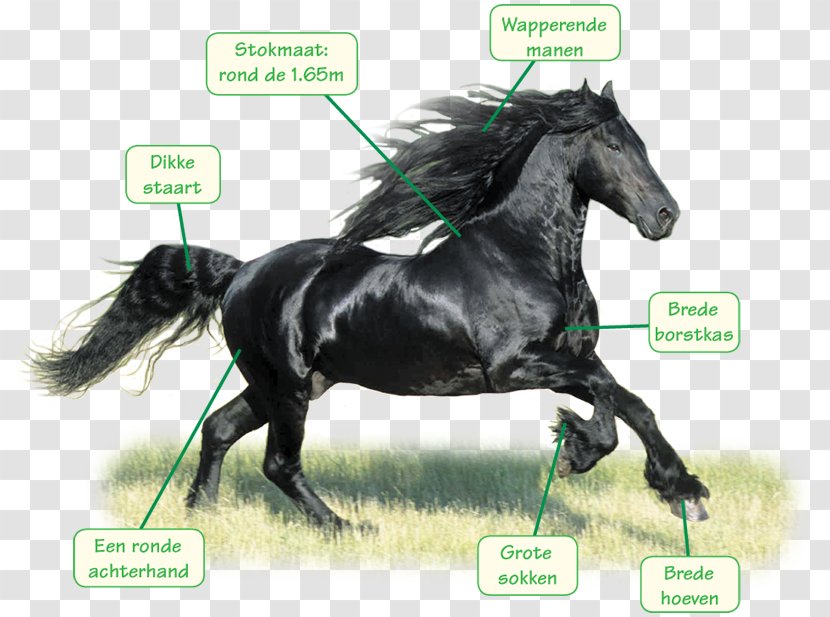 Stallion Friesian Horse Mustang Arabian Bridle - Like Share Comment Transparent PNG