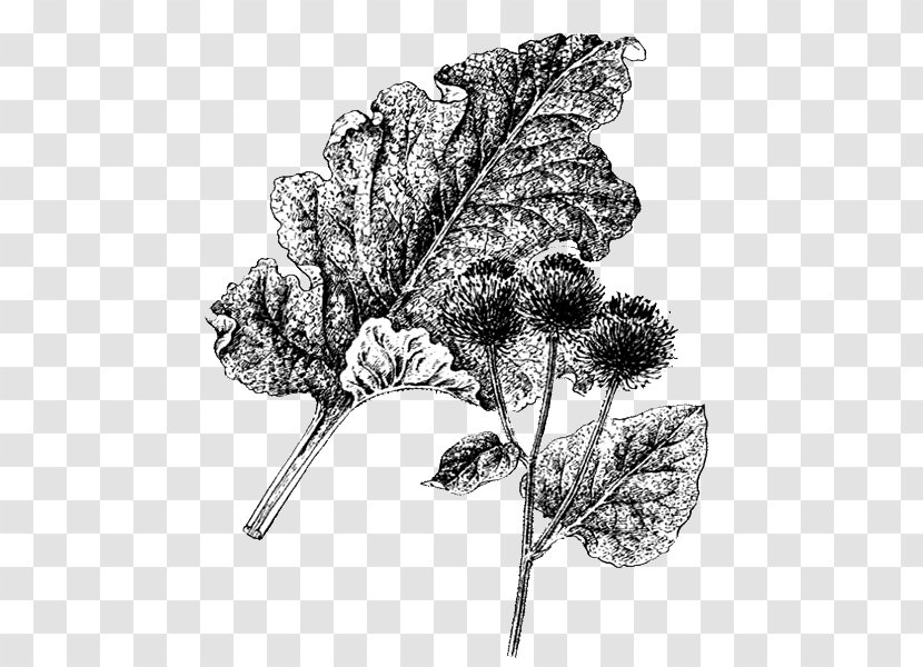 Greater Burdock Flowering Plant Leaf Medicinal Plants - Drawing Transparent PNG