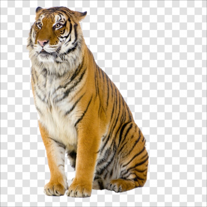 Tiger Pizza Steve Cat Stock Photography - Whiskers Transparent PNG