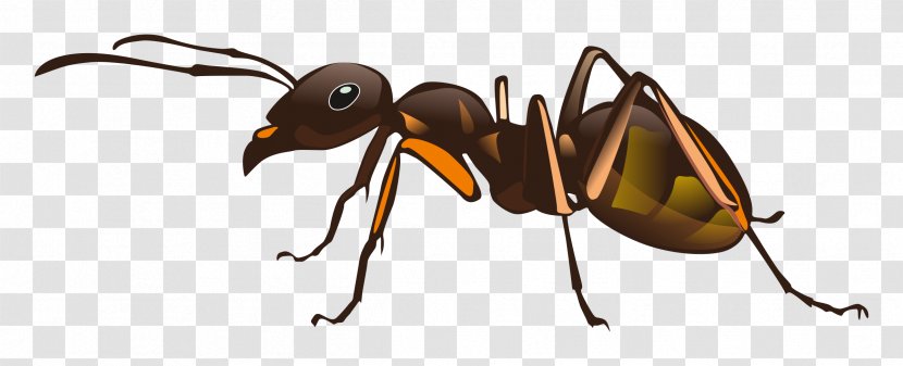 Black Carpenter Ant Bee Insect Pest Control - Ants Transparent PNG