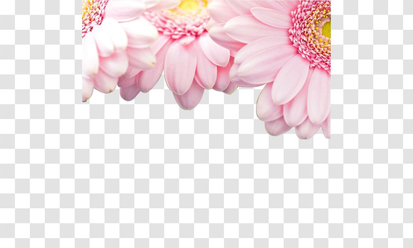Light Pink Flowers Rose Wallpaper - Flowering Plant - Gerbera Transparent PNG