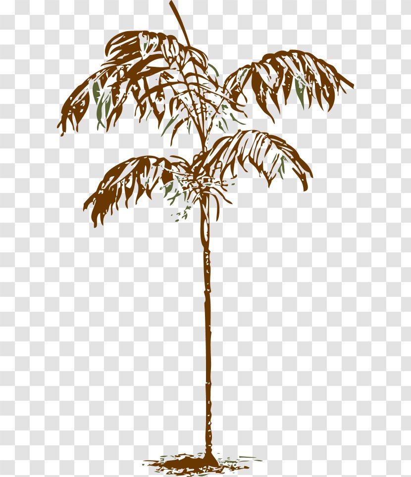 Arecaceae Drawing Clip Art - Tree Transparent PNG