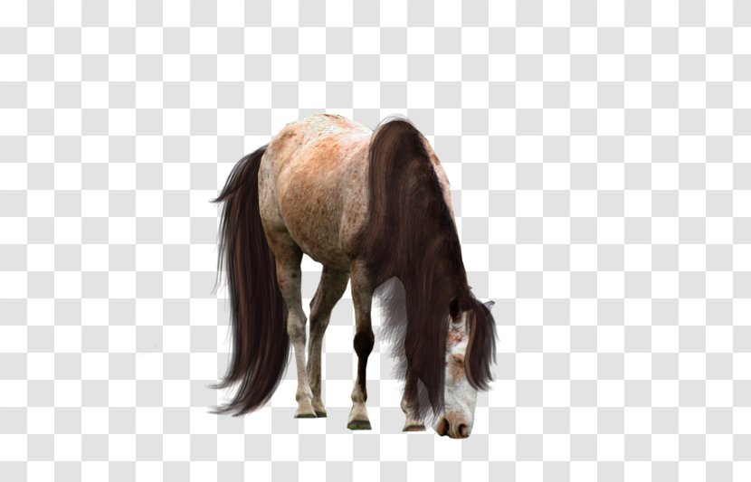Pony Mustang Percheron Foal Stallion - Horse Like Mammal Transparent PNG
