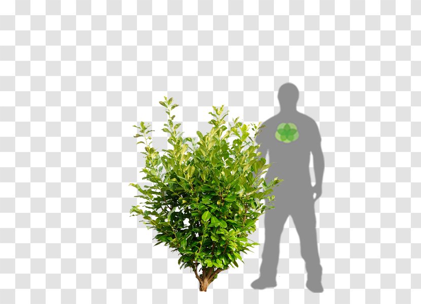 Cherry Laurel Portuguese Bay Shrub Evergreen - Prunus Laurocerasus Transparent PNG