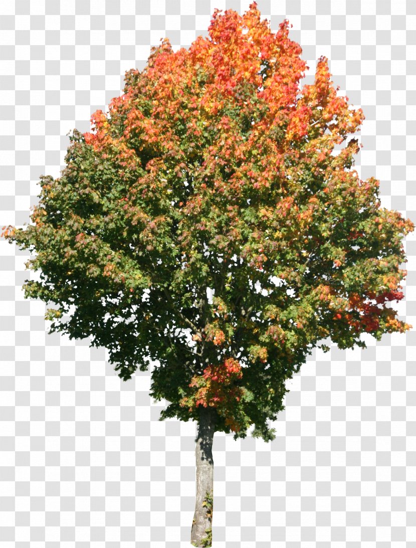 Tree Maple Texture Mapping 3D Computer Graphics - Magnolia - Trees Transparent PNG