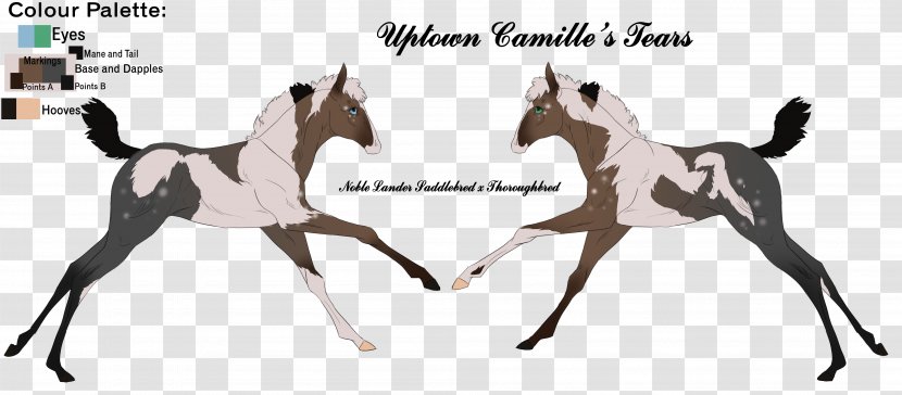 Mustang Foal Stallion Mare Colt - Livestock - Hurricane Camille Transparent PNG
