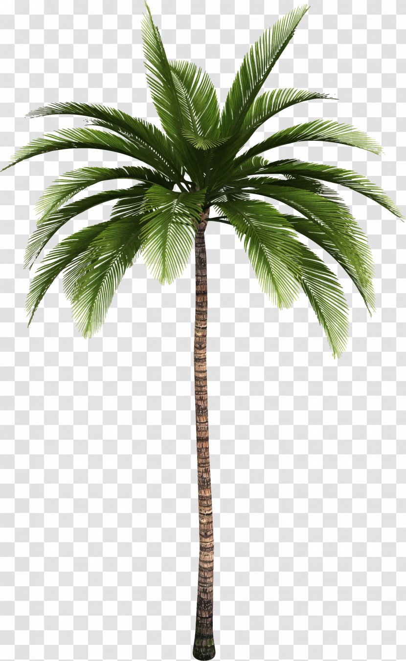 Palm Trees Clip Art Openclipart Leaf Plants - Tree Transparent PNG