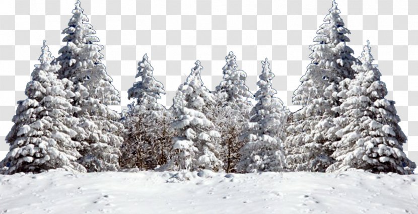 Tree Fir Spruce Snow - Freezing Transparent PNG