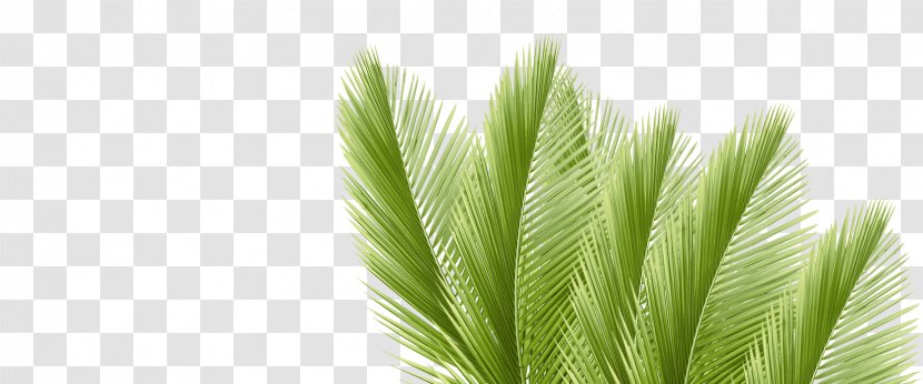 Leaf Arecaceae Palm Branch Coconut Water Transparent PNG