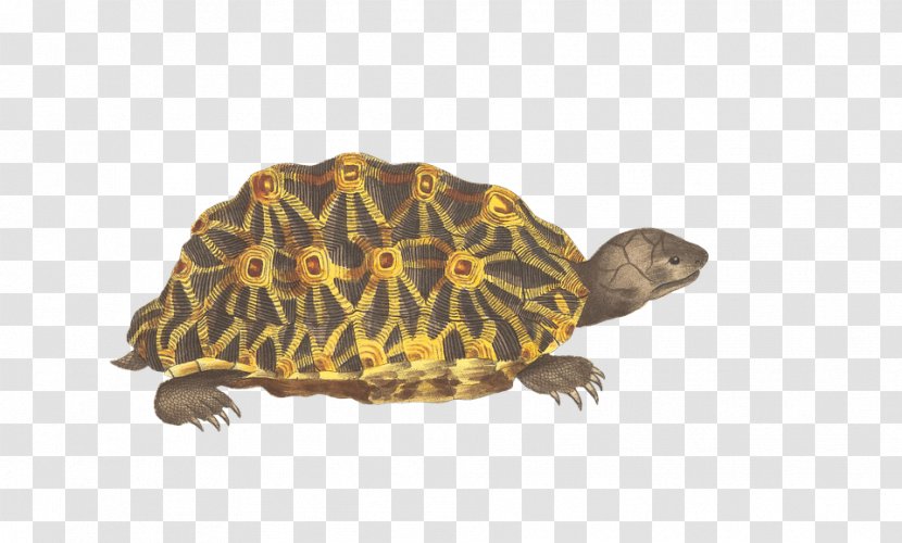 Turtle Reptile Geometric Tortoise Animal - Isolated Transparent PNG