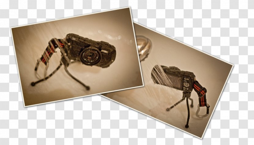 Insect - Invertebrate Transparent PNG