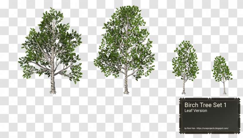 Leaf Pine Family Branching - Plant - Branch Transparent PNG