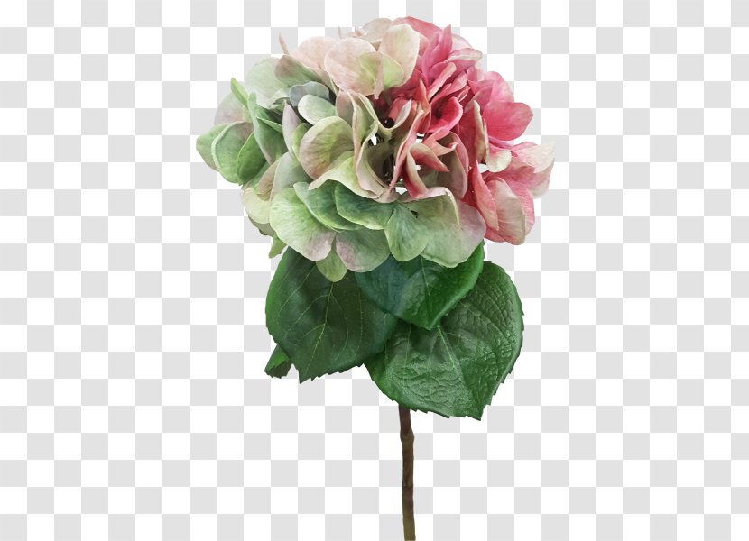 Cabbage Rose Garden Roses Cut Flowers Hydrangea - Flowering Plant - Flower Transparent PNG