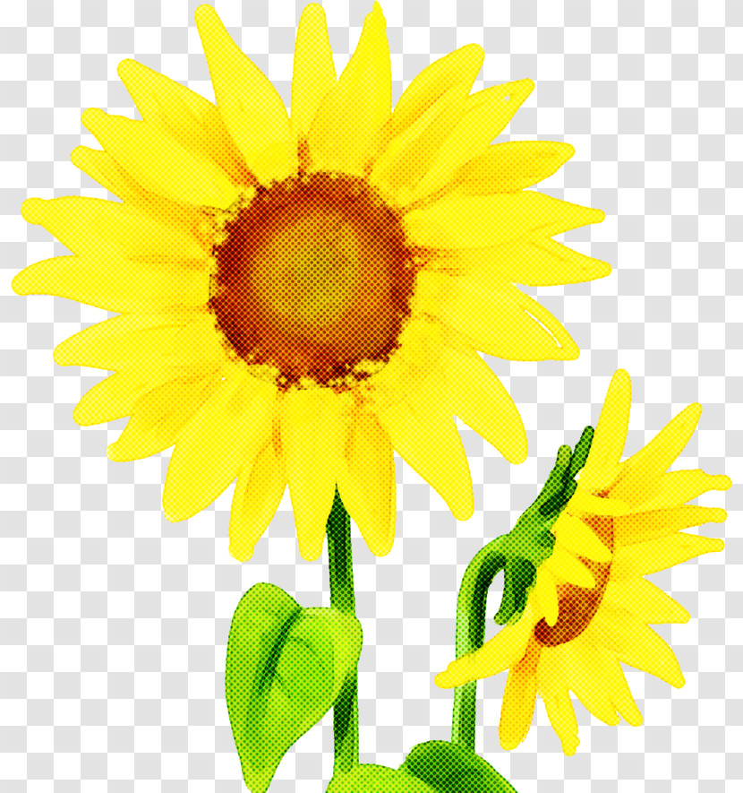 Sunflower Transparent PNG