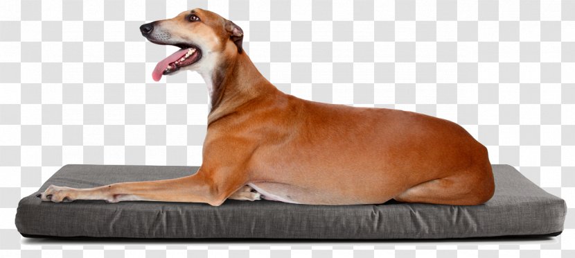 Dog Breed Italian Greyhound Beagle Longdog Bulldog - American Cocker Spaniel - Pastor Aleman Transparent PNG