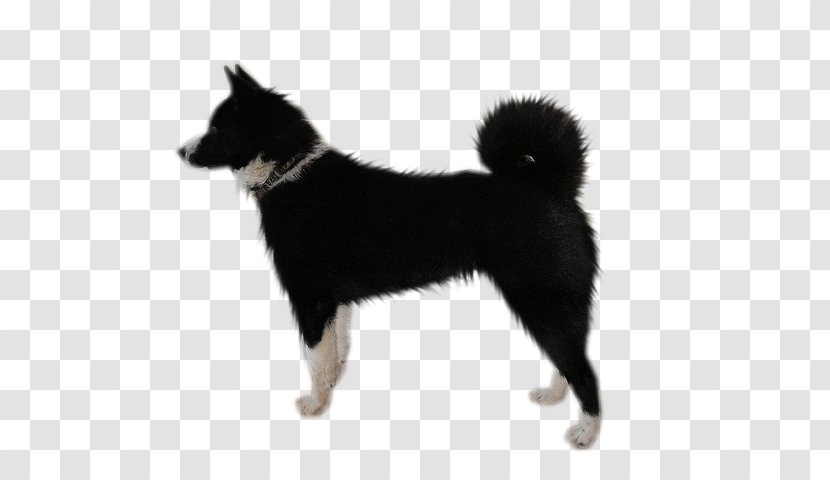Dog Breed East Siberian Laika Norwegian Buhund West Russo-European - Husky - Puppy Dogs Transparent PNG