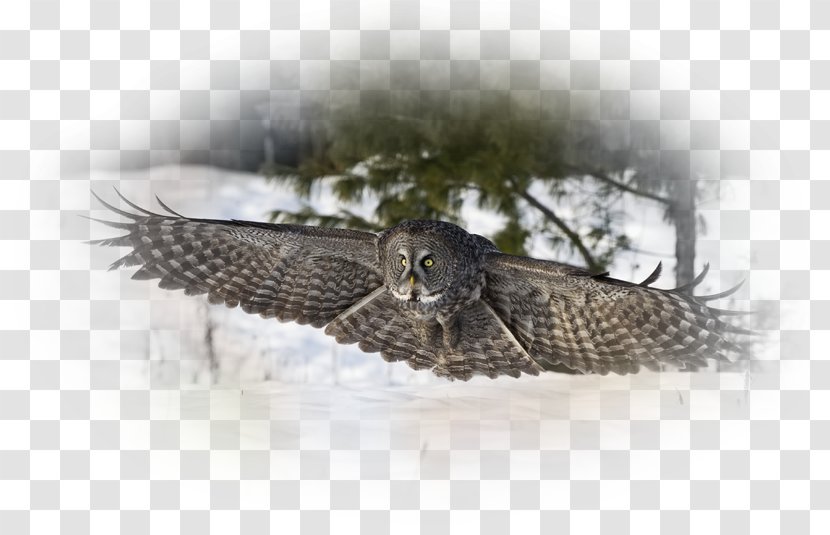 Owl Bird Of Prey Sky Flying Flight - Beak Transparent PNG