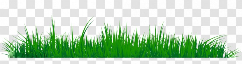 Desktop Wallpaper Lawn Clip Art - Green - Wheatgrass Transparent PNG