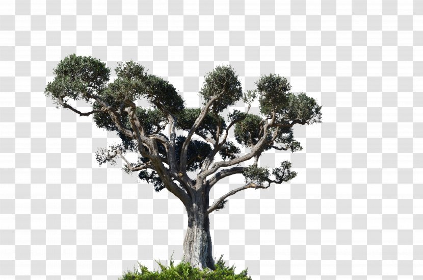 Tree Arecaceae Photography - Bonsai - Plan Transparent PNG