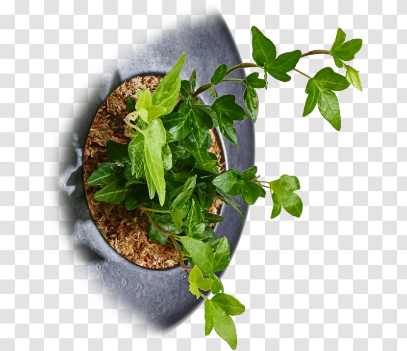 Herb Germany Common Ivy Flowerpot Spring Greens - Hedera Transparent PNG