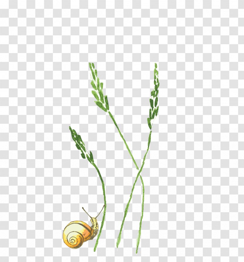 Plant Grasses - Branch - Snail And Grass Transparent PNG