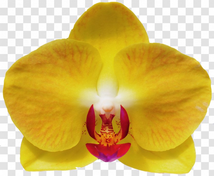 Moth Orchids Cattleya Close-up - Closeup - Maruko Transparent PNG