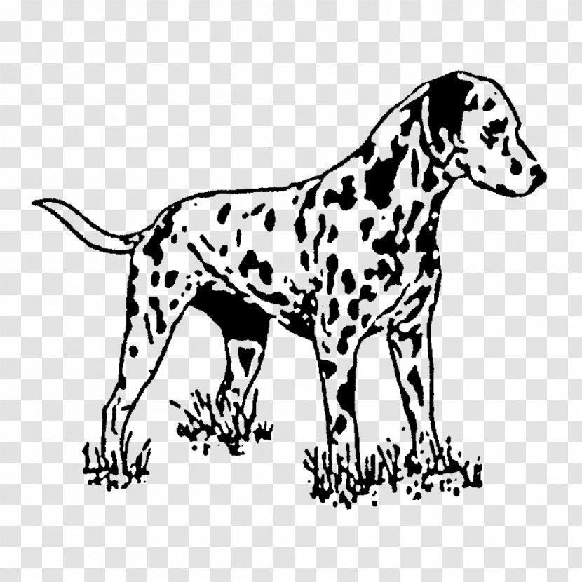 Dalmatian Dog Rubber Stamp Postage Stamps Plastic Transparent PNG