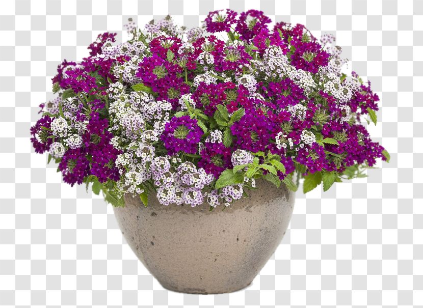 Vervain Flowerpot Garden Floristry - Petunia - Flower Transparent PNG