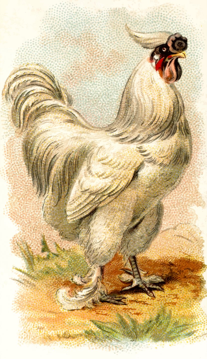 Japanese Bantam Silkie Wyandotte Chicken Bird Phasianidae - Feather - Cock Transparent PNG