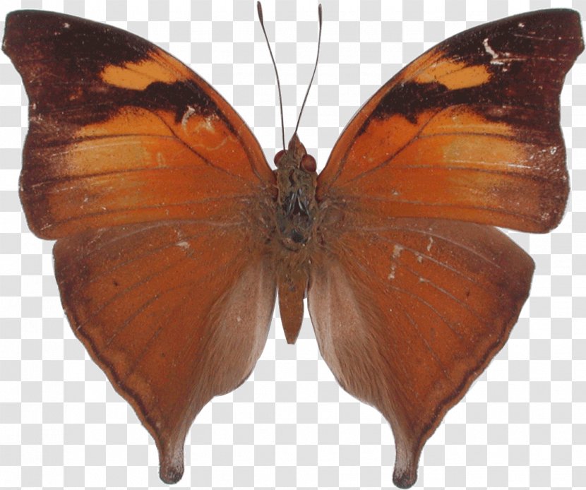 Butterfly Kallima Inachus Doleschallia Bisaltide Leaf - Nymph Transparent PNG