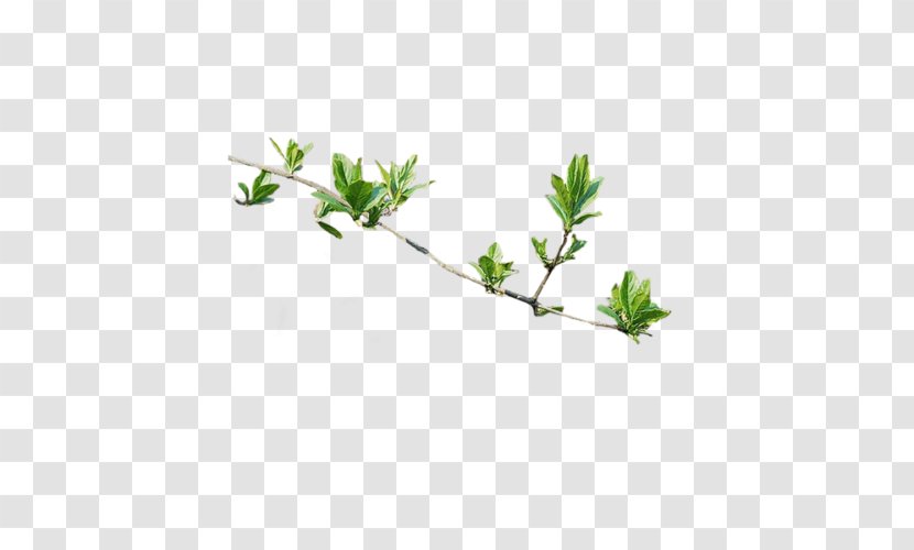 Computer Animation Plant 3D Graphics - Spring Transparent PNG