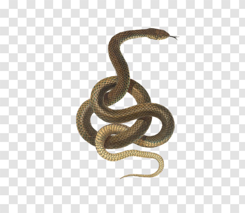 Hognose Snake Reptile Vipers Green Snakes Transparent PNG