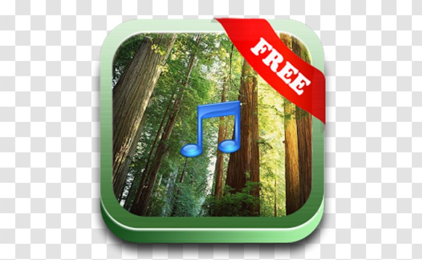 Redwood National And State Parks Forest Tree Wall Wallpaper - Business Transparent PNG