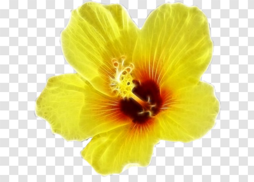 Desktop Wallpaper Flower Rosemallows - Blog Transparent PNG